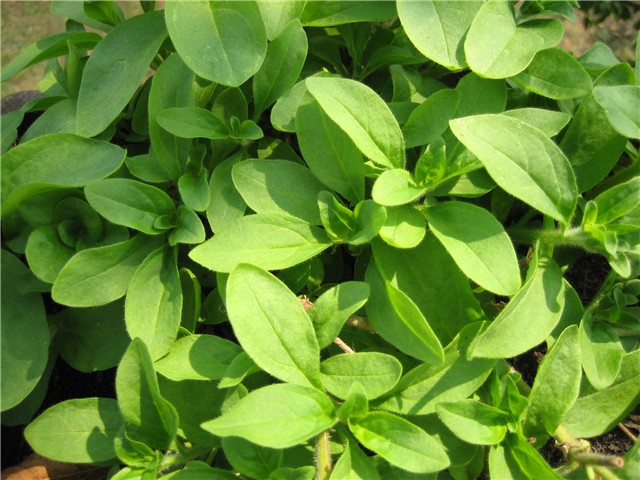 surfinije nakon šišanja